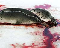 Canada and Norway appeal WTO ruling backing EU seal ban