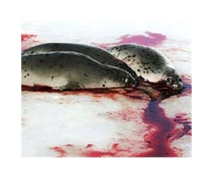 EU spars with Canada, Norway at WTO over seal ban