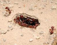 Are Ants the Answer to CO2 Sequestration?