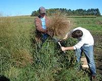 Better switchgrass, better biofuel