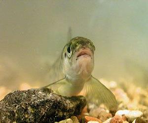 Salmon In Hot Water