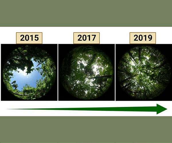 In wake of powerful cyclone, remarkable recovery of Pacific island's forests