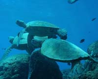 Vietnam seizes over 1,000 dead endangered sea turtles