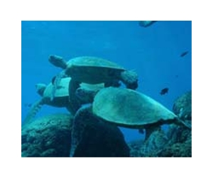 Five sea turtle populations are endangered: US