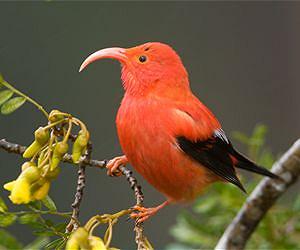 Native forest birds in unprecedented trouble