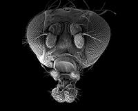 The evolution of Dark-fly