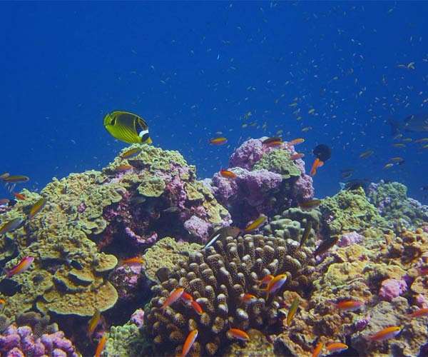 Some coral reefs are keeping pace with ocean warming