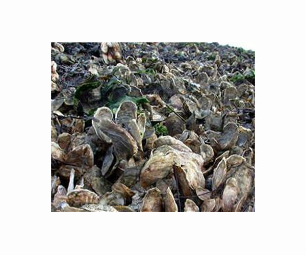 Oyster shells given new life as reefs off Texas coast