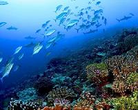 Algae disrupt coral reefs' recycling