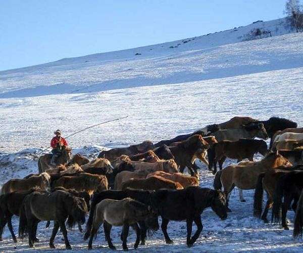 2 million animals dead as extreme winter weather hits Mongolia
