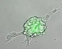 How a Silly Putty ingredient could advance stem cell therapies