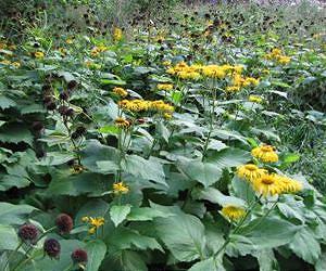 Diseqilibrium will become the norm in the plant communities of the future