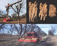 Recycling pecan wood for commercial growing substrates