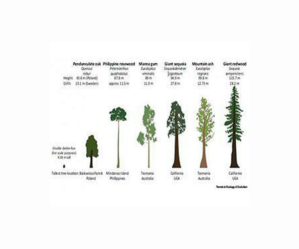 A third of global tree species threatened with extinction