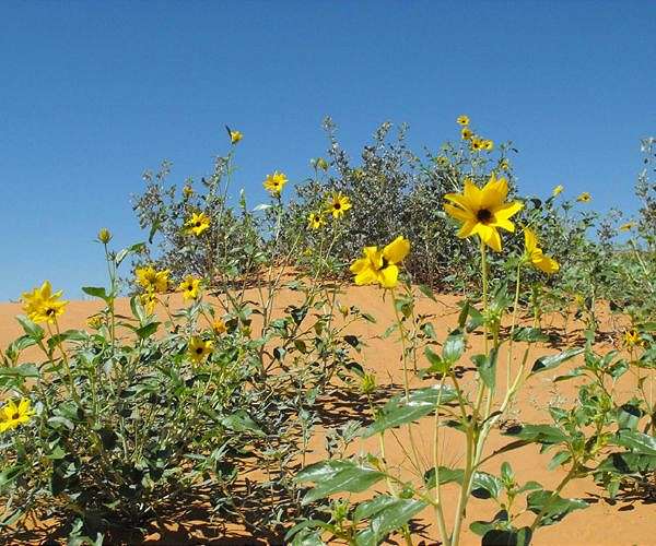 For the sunflower, turning toward the sun requires multiple complex systems