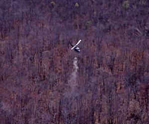Calcium key to restoring acid rain-damaged forests