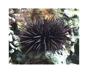 Ever-Sharp Urchin Teeth May Yield Tools That Never Need Honing