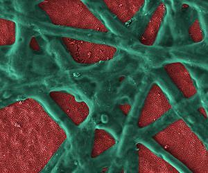 Algal protein gives boost to electrochemical water splitting