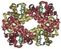 Gene affecting hemoglobin is identified