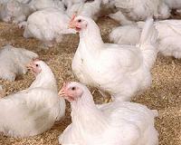 Hong Kong extends ban on live poultry imports from mainland