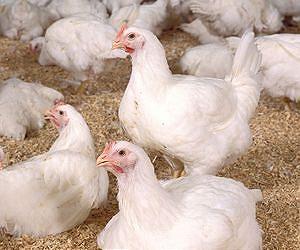 Experimental vaccine offers improved protection for poultry