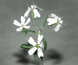 Scientists regenerate a plant -- 30,000 years on