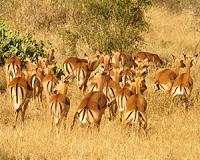 New boss aims to get Kenya's wildlife service back on track