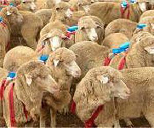 Herding sheep really are selfish