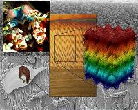Mantis shrimp inspires next generation of ultra-strong materials