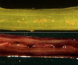 Salivating over wheat plants may net Hessian flies big meal or death