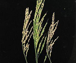 Genes render some rice species sterile
