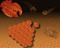 Nature's masonry: The first steps in how thin protein sheets form polyhedral shells