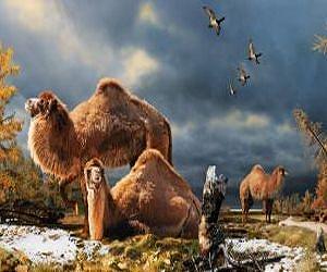 Remains of extinct giant camel discovered in High Arctic by Canadian Museum of Nature