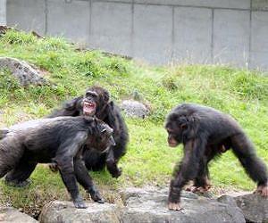 Chimpanzees have policemen, too