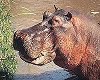 Hippo kills poaching soldier in DR Congo park