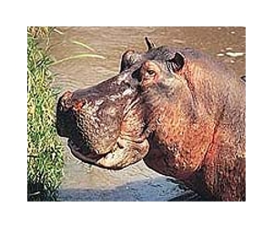 Renegade hippo captured in Cape Town
