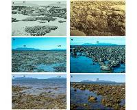 Study accurately dates coral loss at Great Barrier Reef
