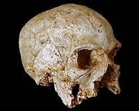 Hofmeyr-Skull Supports The Out of Africa-Theory