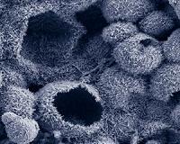 A coating that protects against heat and oxidation