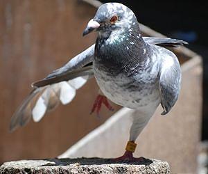 How pigeons may smell their way home