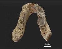 New hypothesis about the origin of humankind suggests oldest hominin lived in Europe