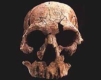 Man's Earliest Direct Ancestors Looked More Apelike Than Previously Believed