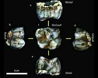 South Africa's Sterkfontein Caves produce 2 new hominin fossils