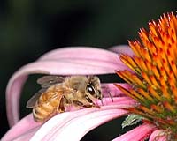 Honey Bee Invaders Exploit The Genetic Resources Of Their Predecessors