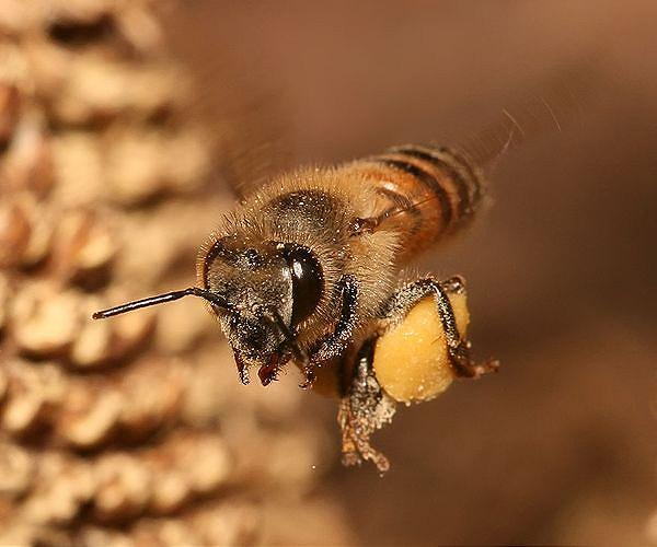 Bees' pleas: Habitat loss, pesticides killing pollinators