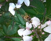 Light therapy could cure pesticide-poisoned bees