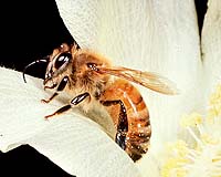 Iraqi honey industry battling to regain its buzz