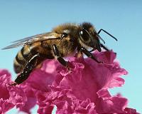 Honeybees use different dance dialects