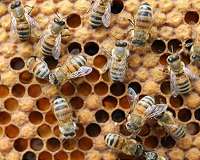 Robotic spiders and bees: The rise of bioinspired microrobots