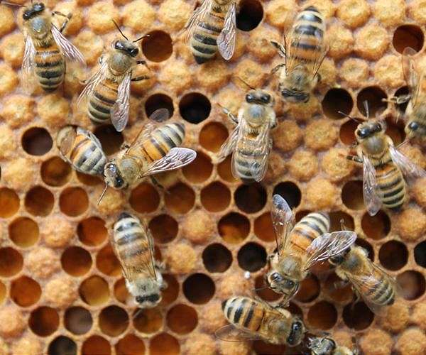 Parasites, pesticides, climate change linked to loss of honey bee colonies